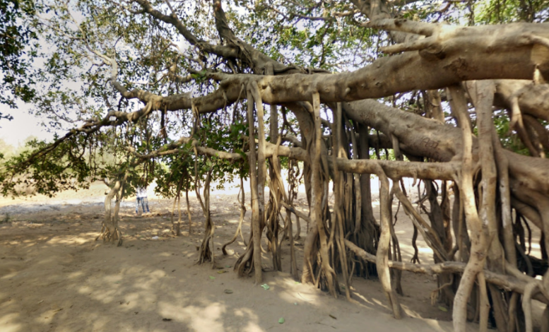 Mahakali Vad kantharpura